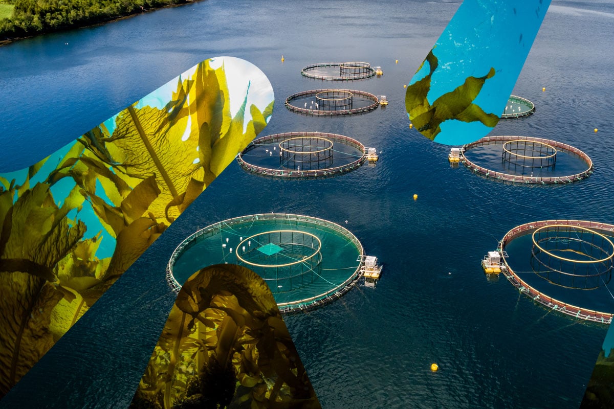 Kombinasjon av to bilder i dubinsform. Det ene bilder viser tang i havet og det andre ett oppdrettsanlegg